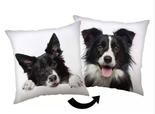 Spilvens.Border Collie.